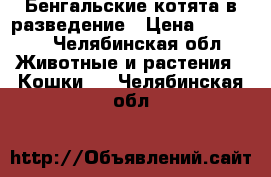 Бенгальские котята в разведение › Цена ­ 10 000 - Челябинская обл. Животные и растения » Кошки   . Челябинская обл.